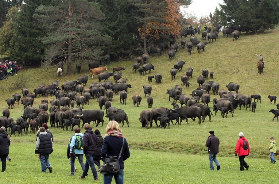 Albbüffelabtrieb in Meidelstetten 2015