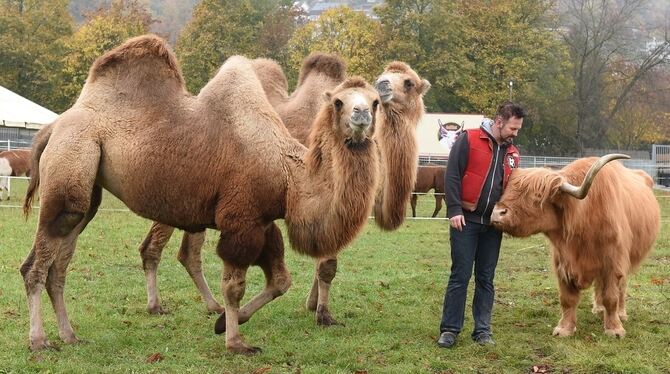 »Vertrauen ist das Wichtigste«, findet Marek Jama. Der Chefdresseur trainiert auch Kamele und ein Hochlandrind. GEA-FOTO: PACHER »Vertrauen ist das Wichtigste«, findet Marek Jama. Der Chefdresseur trainiert auch Kamele und ein Hochlandrind. GEA-FOTO: PACHER