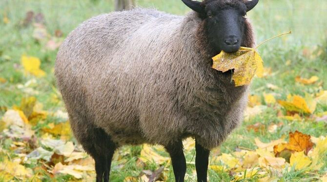 Eins schöner als das andere: Bei der Slow-Schaf im Alten Lager sind ganz unterschiedliche Schafrassen zu bewundern, darunter. FO Eins schöner als das andere: Bei der Slow-Schaf im Alten Lager sind ganz unterschiedliche Schafrassen zu bewundern, darunter. FO