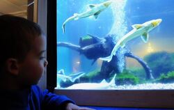 Kinderaugen tauchen vor Aquarien in die Unterwasserwelt ein.  GEA-FOTO: MEY