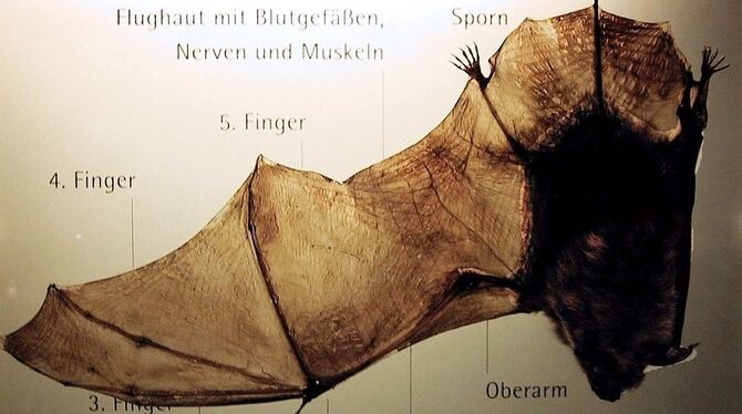 Die Anatomie der Fledermäuse auf einem Schaubild im Höhlenmuseum Laichingen. FOTO: RAHNEFELD