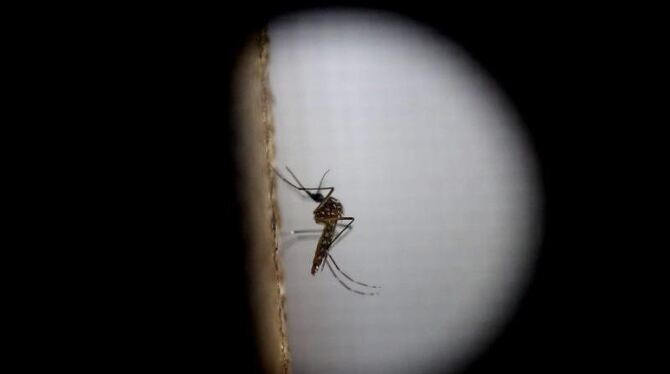 Die Mückenart »Aedes aegypti« kann Träger des Zika-Virus sein. Foto: Esteban Biba