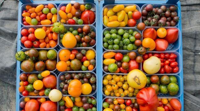 Die bunte Tomatenvielfalt, rund, oval, eingekerbt, ist nur ein Beispiel für den Variantenreichtum der Gemüsesorten. GEA-ARCHIV-FOTO: DPA