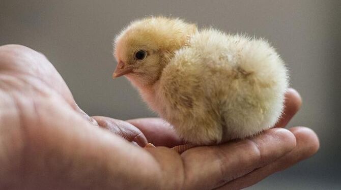 Ein männliches Hühner-Küken. Die Tiere werden millionenfach getötet. Foto: Peter Endig