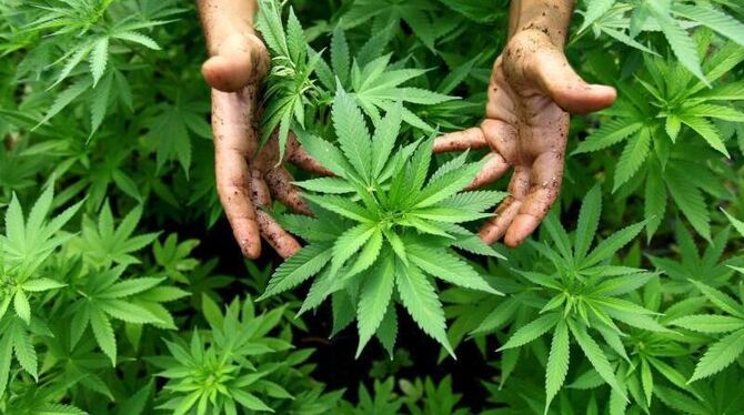 Hanf-Pflanzen einer Cannabis-Plantage in Israel. Foto: Abir Sultan/Illustration