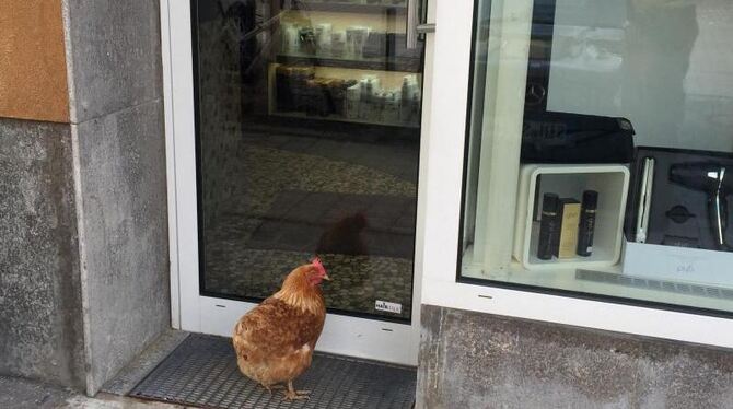 Eine Henne hatte sich vor der Tür eines Ladens in Stellung gebracht und verhielt sich dabei derart aggressiv, dass sich keine