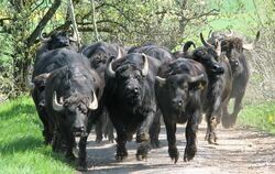 Willi Wolf trieb mithilfe von zehn Cowboys und -girls am Samstag seine Büffel auf die Weide zwischen Bernloch und dem Gewerbepar