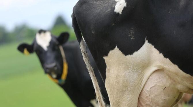 Milchkühe auf einer Weide. Ein »Milchgipfel« bei Bundesagrarminister Christian Schmidt soll bei der Stabilisierung der Preise