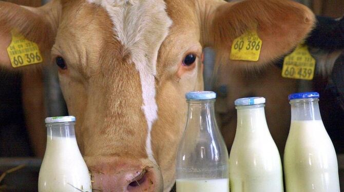 Der Kuh ist der Milchpreis egal. Aber für ihren Bauern ist die Flasche jetzt halbleer, schon lange nicht mehr halbvoll.  FOTO: D
