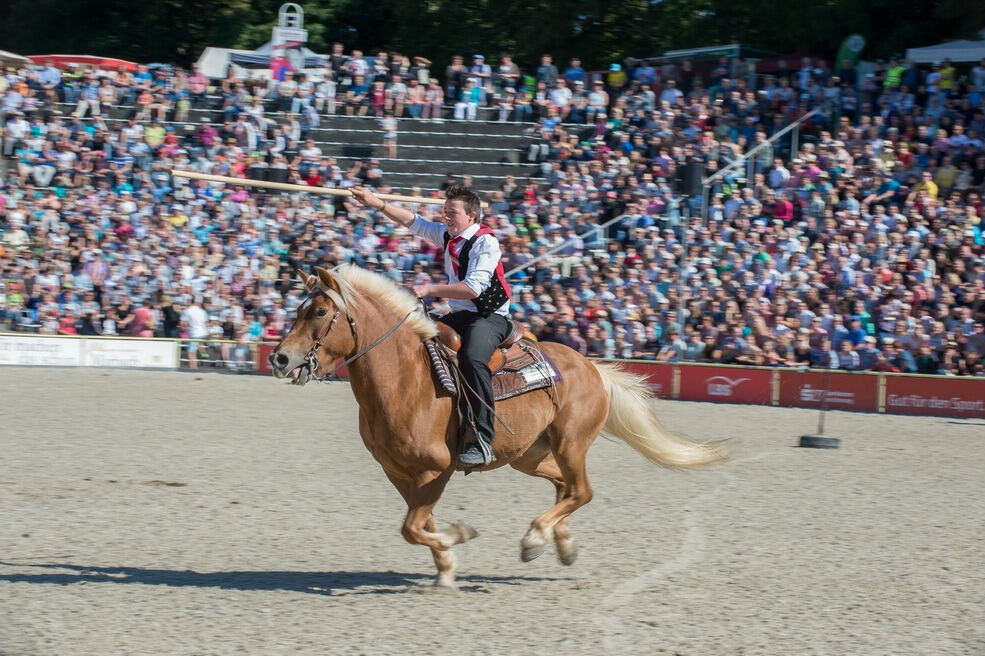 Marbacher Hengstparade 2016