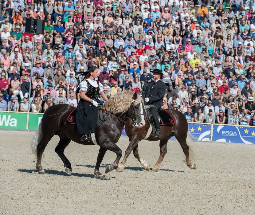 Marbacher Hengstparade 2016