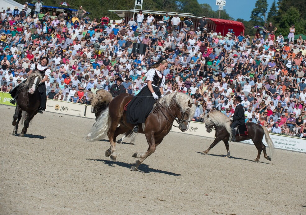 Marbacher Hengstparade 2016