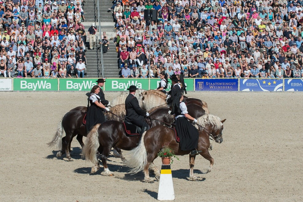 Marbacher Hengstparade 2016