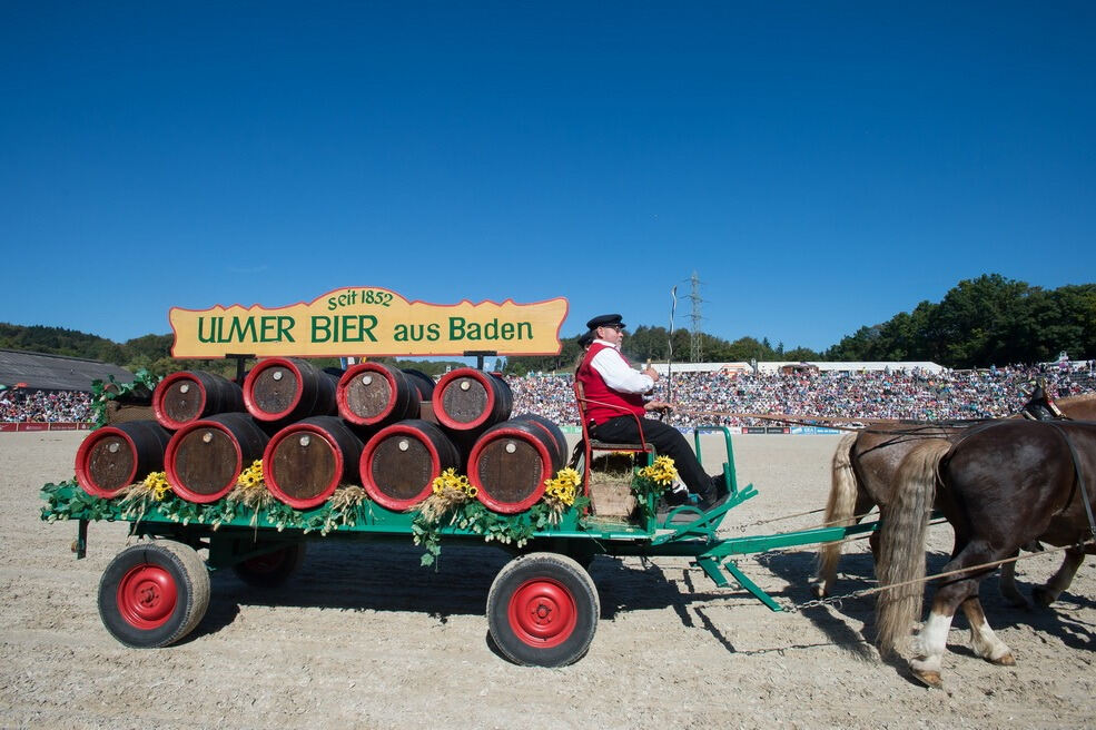 Marbacher Hengstparade 2016