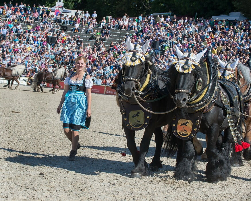 Marbacher Hengstparade 2016