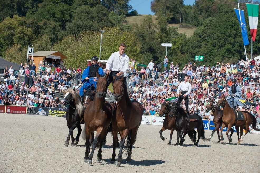Marbacher Hengstparade 2016
