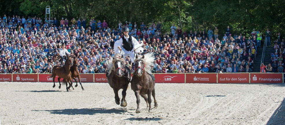 Marbacher Hengstparade 2016