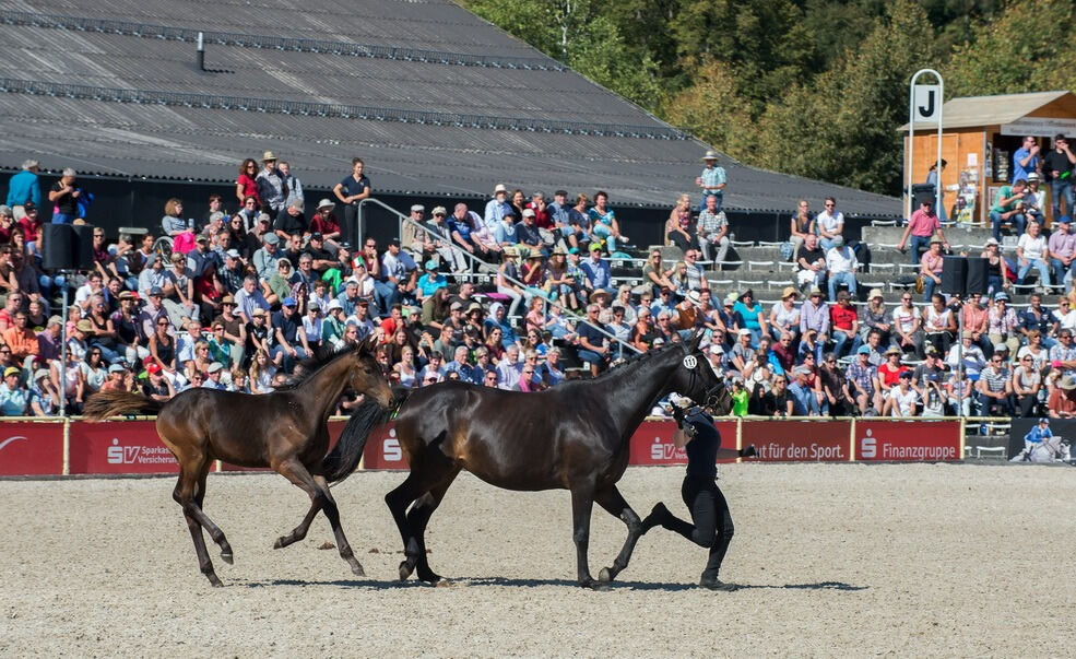 Marbacher Hengstparade 2016
