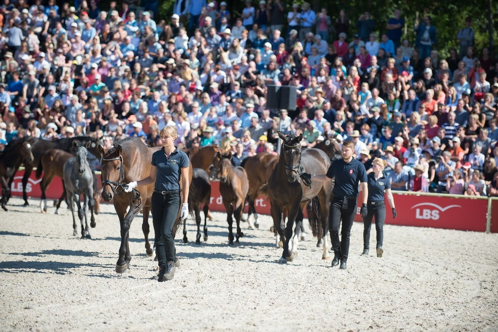 Marbacher Hengstparade 2016