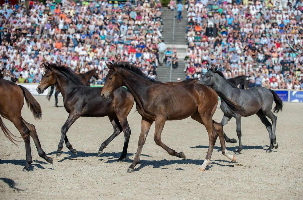 Marbacher Hengstparade 2016