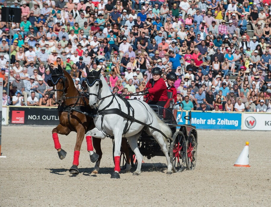 Marbacher Hengstparade 2016
