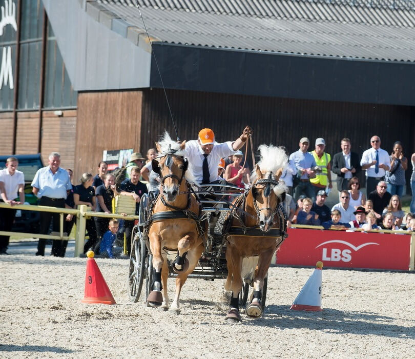 Marbacher Hengstparade 2016