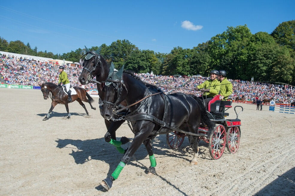 Marbacher Hengstparade 2016