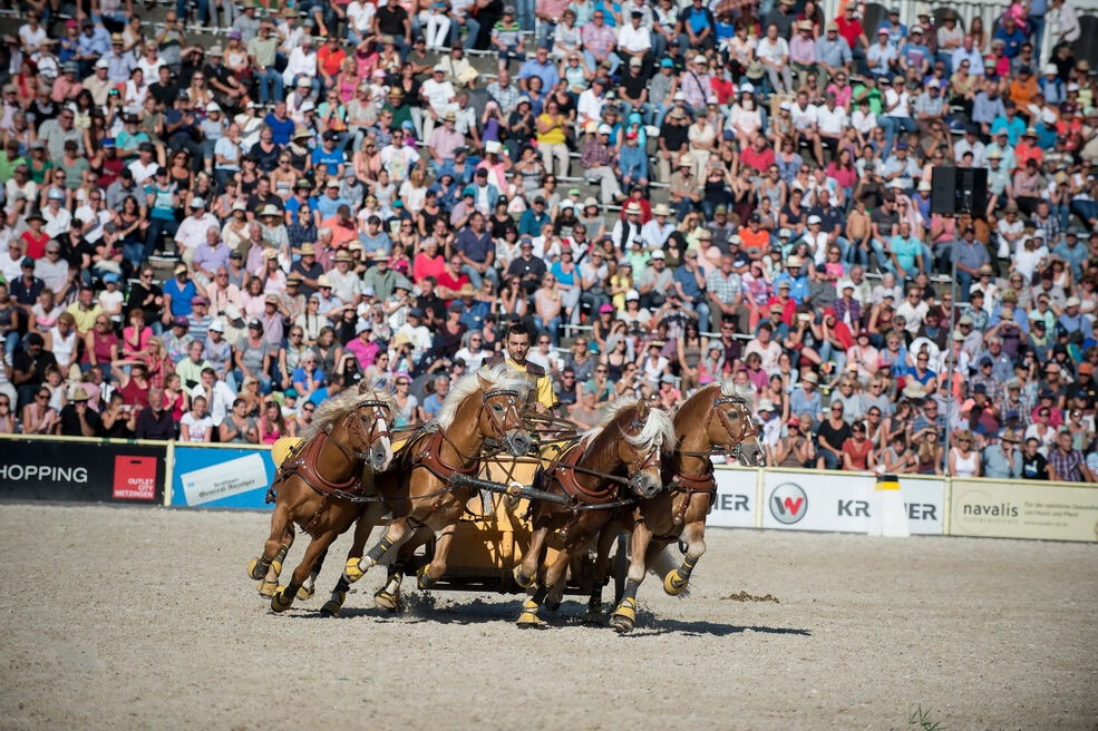 Marbacher Hengstparade 2016