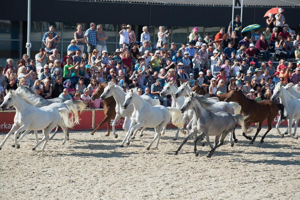 Marbacher Hengstparade 2016
