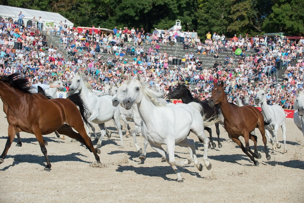 Marbacher Hengstparade 2016