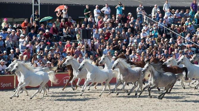 Die silberne Herde im freien Galopp. Im nächsten Jahr wird das 200-jährige Bestehen der Weil-Marbacher Vollblutaraberzucht gefei