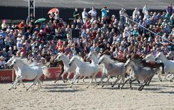 Die silberne Herde im freien Galopp. Im nächsten Jahr wird das 200-jährige Bestehen der Weil-Marbacher Vollblutaraberzucht gefei