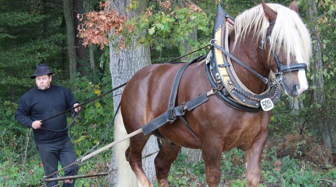 Ein Haflinger als Rückepferd beim Fuhrmannstag in Pliezhausen. FOTO: LARSSON