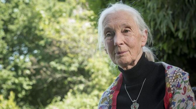 Jane Goodall