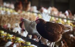 Legehennen sind auf einem Geflügelhof für Freilandhühner bei Eigeltingen in den Stall gesperrt. Wegen der grassierenden Vogelgri