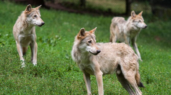 Wölfe stehen im Erlebnispark Tripsdrill in Cleebronn in ihrem Gehege auf einer Wiese.