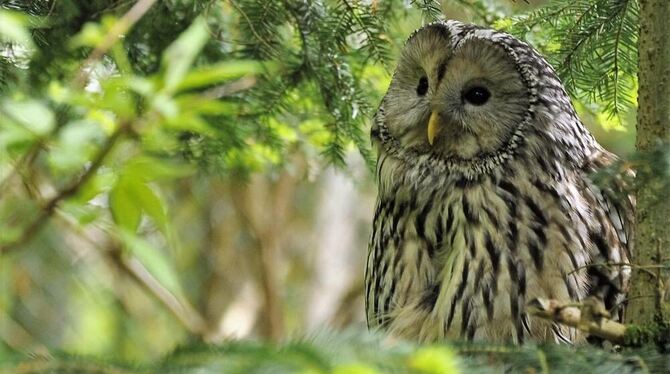 Wenn es dunkel wird, ist das »Huu-hu-huhuhuhuuu« des Waldkauzes zu hören. Im Waldkauz-Jahr starten  Nabu und Vogelschutzbund  ei
