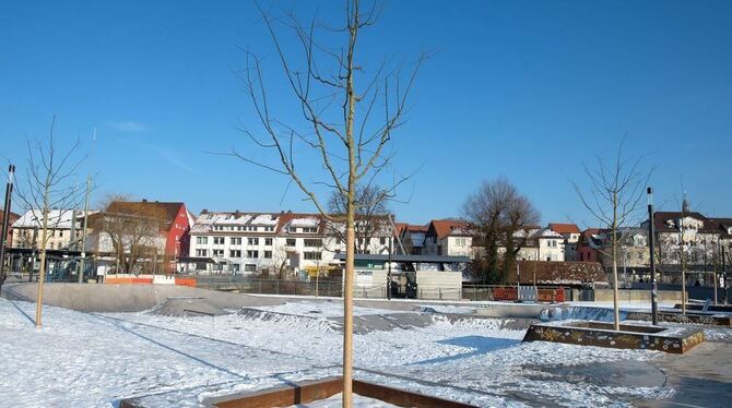Gleiche Bäume, mehr Platz: Wachsen die  neuen Schnurbäume in den größeren Quartieren besser?