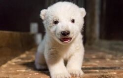 Der kleine Eisbär heißt Fritz. Foto: Tierpark Berlin