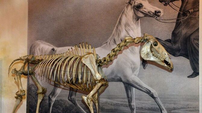 Das Skelett von Bairactar, dem Ahnherrn der Weil-Marbacher Vollblutaraberzucht, im Gestütsmuseum Offenhausen mit Gemälde von Alb Das Skelett von Bairactar, dem Ahnherrn der Weil-Marbacher Vollblutaraberzucht, im Gestütsmuseum Offenhausen mit Gemälde von Alb