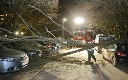 Kräftige Sturmböen haben im Südwesten Bäume entwurzelt und zu Verkehrsbehinderungen geführt