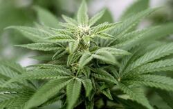 Der Eigenanbau von Cannabis und seine Verwendung als Rauschgift bleibt verboten. Foto: Matt Masin