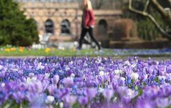 Bei frühlingshaften Temperaturen und Sonnenschein blühen im Botanischen Garten Karlsruhe Krokusse und Blausterne. Foto: Uli D