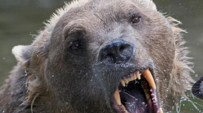 Bär Taps im Osnabrücker Zoo. Foto: Friso Gentsch
