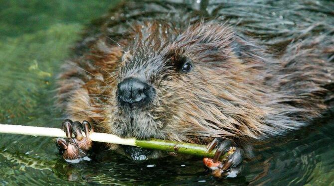 Putzig, wie dieser Biber das Ästchen in seinen bekrallten Pfoten hält und abnagt. Das Holz dient nach der ballaststroffreichen M