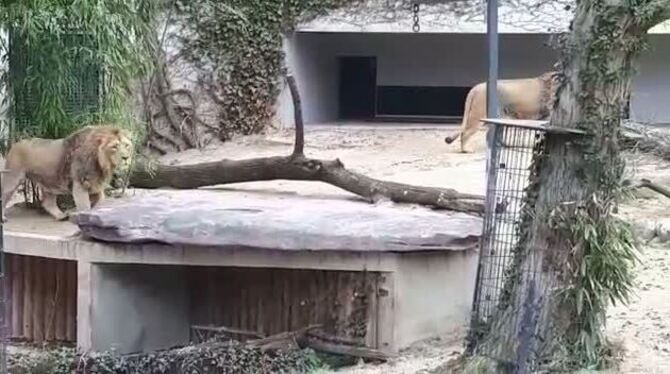 Die beiden neuen Asiatischen Löwen Kajal und Shapur der Wilhelma.