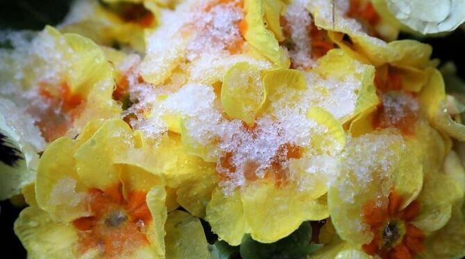 Schnee liegt auf blühenden Primeln in Rostock. Es wird kälter. Foto: Bernd Wüstneck Schnee liegt auf blühenden Primeln in Rostock. Es wird kälter. Foto: Bernd Wüstneck