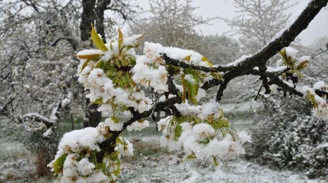 Winter im Frühling FrostSchutz für Obstbäume gefragt Weltspiegel