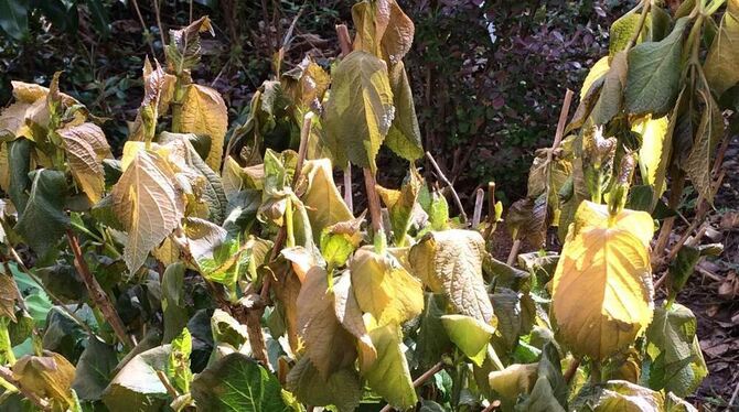 Ein Bild des Jammers: Der frische Austrieb der Hortensie ist schlapp und braun. Ein Bild des Jammers: Der frische Austrieb der Hortensie ist schlapp und braun.