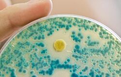 Indische Antibiotika-Fabriken stehen im Verdacht, durch mangelnde Abwasserreinigung zur Entstehung multi-resistenter Bakterie